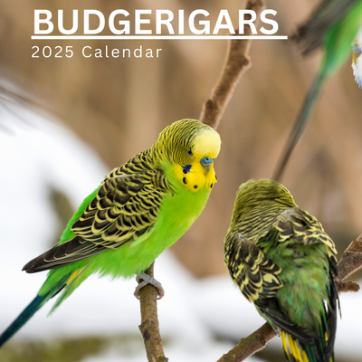 Budgerigars Calendar 2025