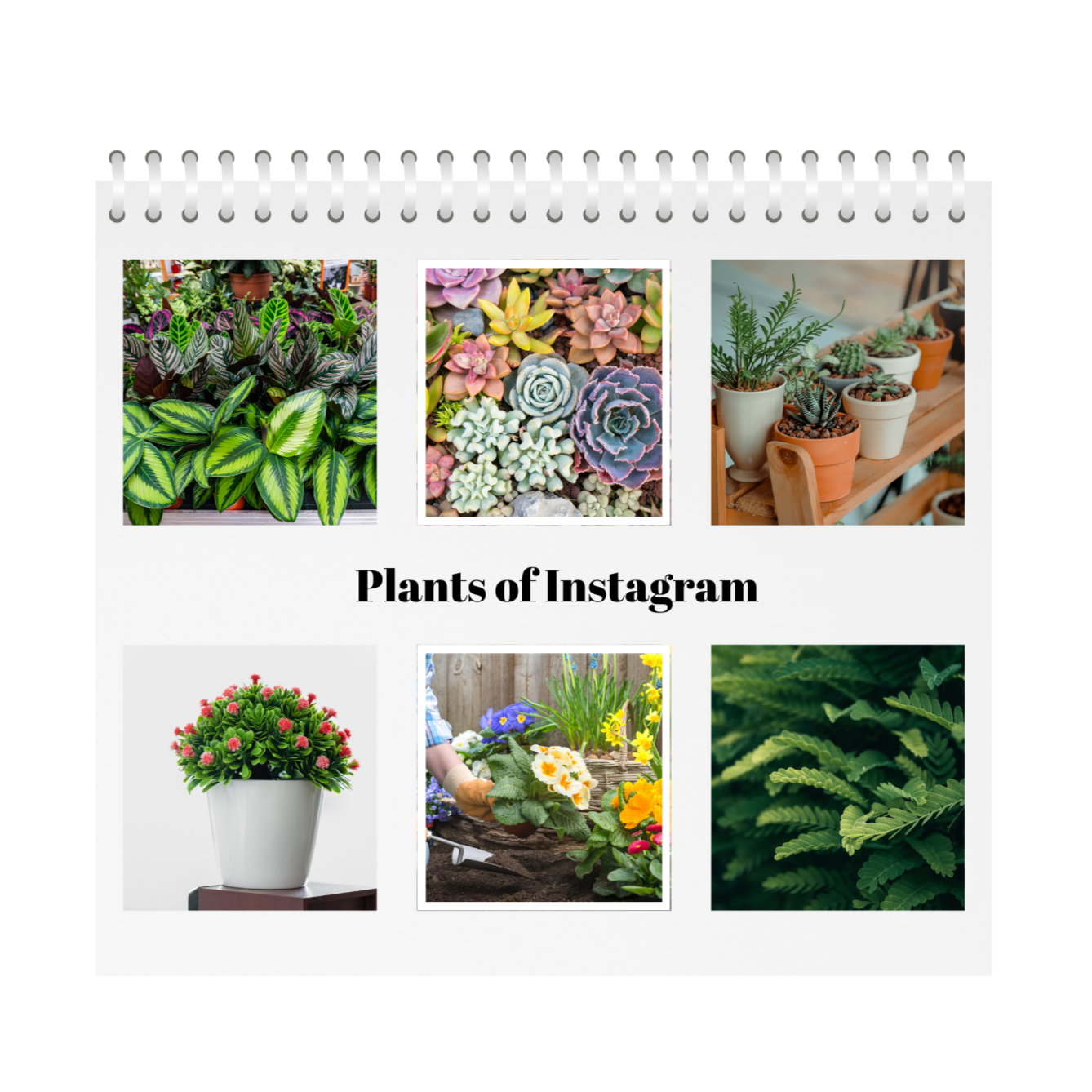 Plants of Instagram