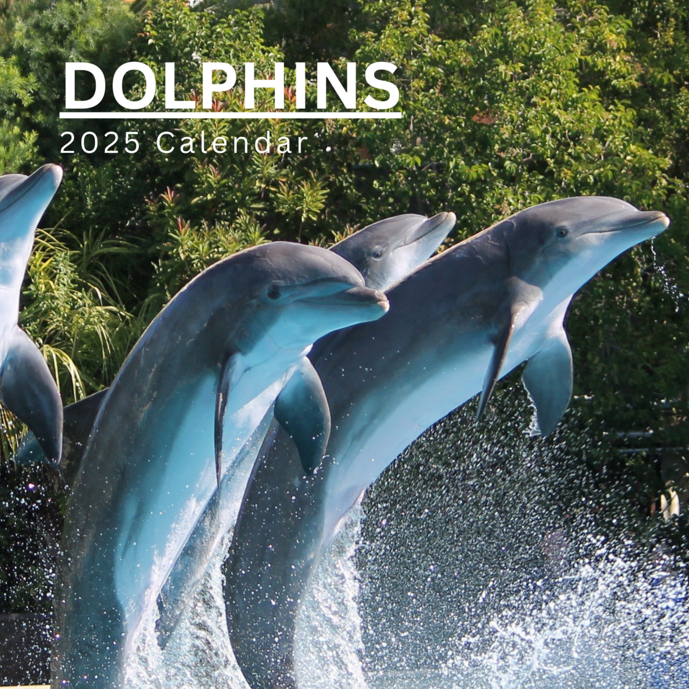 Dolphins Calendar 2025