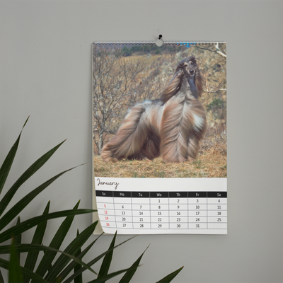 Afghan Hound Calendar 2025