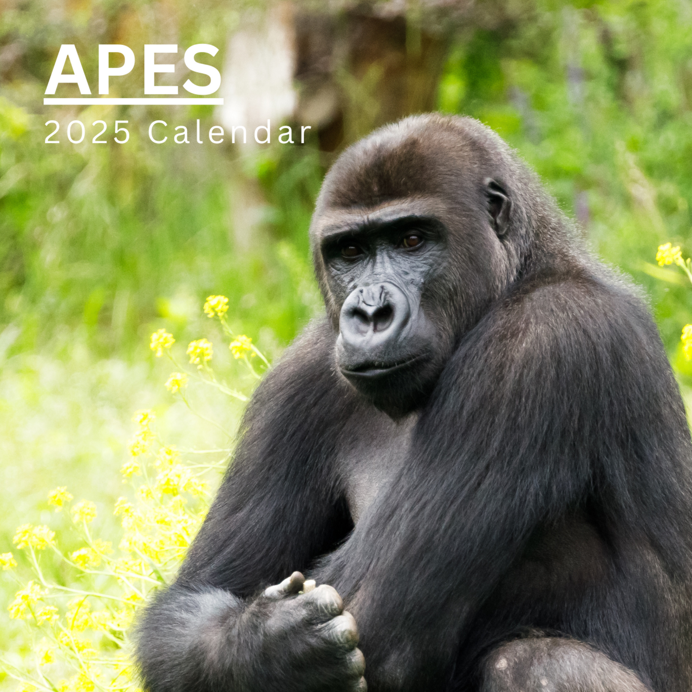 Apes Calendar 2025